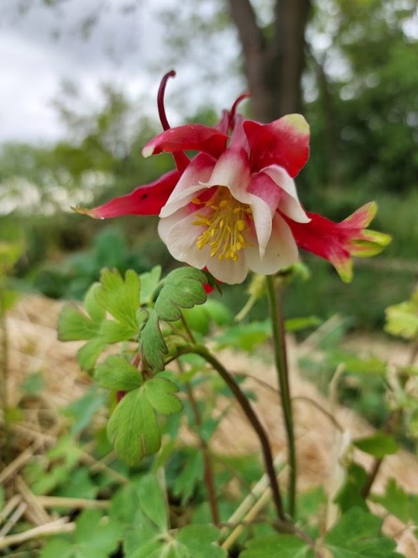 Karmazsin csillag harangláb, Aquilegia caerulea, virág